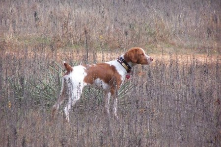 Trying to decide if I want to start a new hunting dog.   (Not my dog in photo, one of Dave’s other Brittanys.)