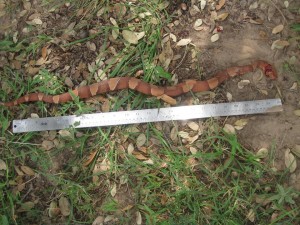 NIce big old copperhead snake in Cross Plains area in July 2014.  That is a yard stick, 36